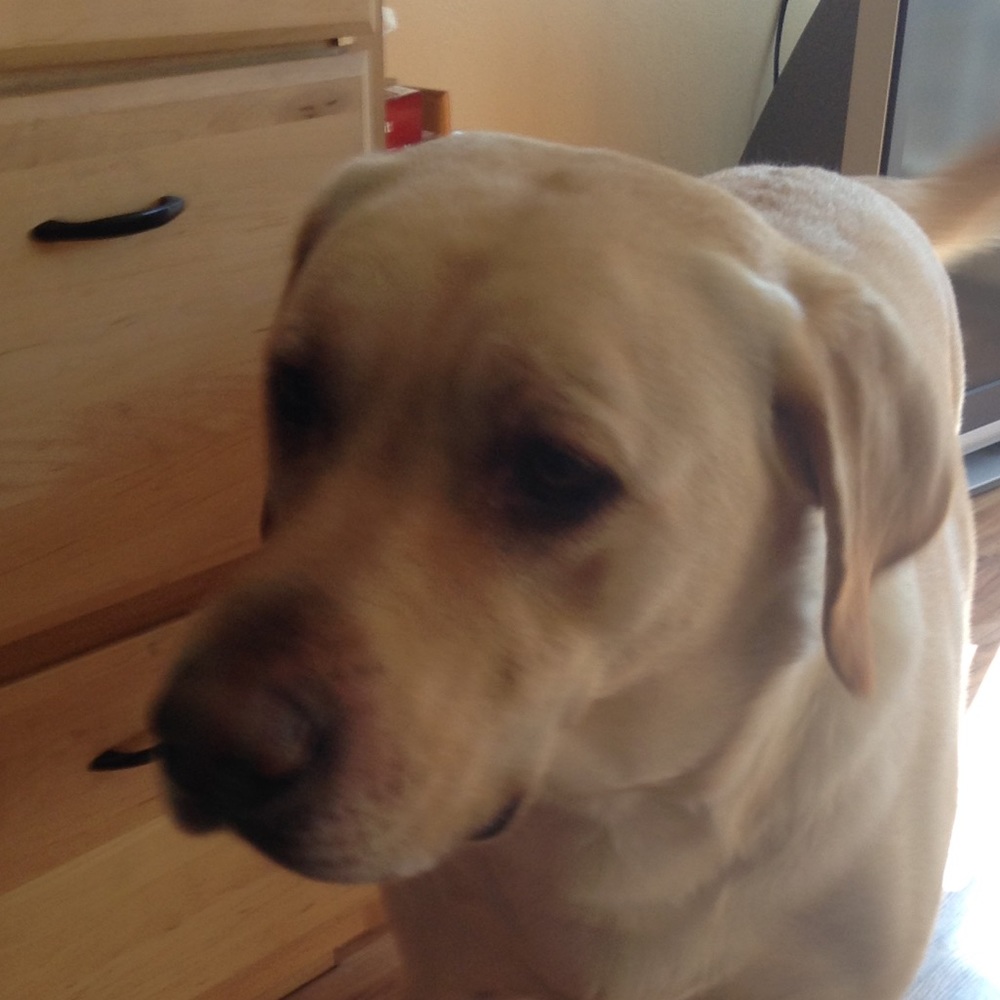 Meet your Posher, Ava